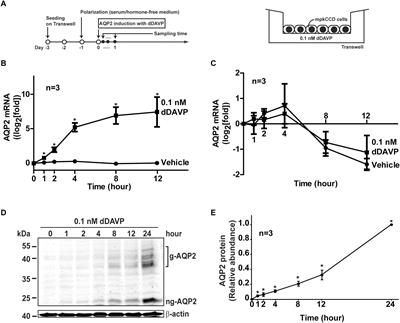 Transcription Factor Elf3 Modulates Vasopressin-Induced Aquaporin-2 Gene Expression in Kidney Collecting Duct Cells